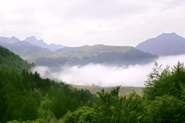 Природа туманних гір лісових туманів — стокове фото