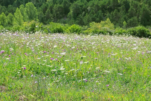 Цветы луговые поля открытая весенняя природа — стоковое фото