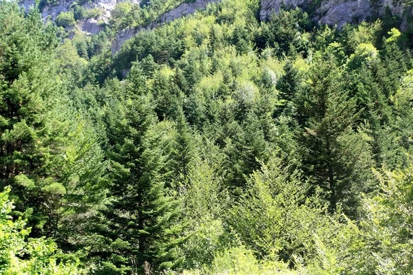 Pirenei alberi foresta montagna estate panorami — Foto Stock