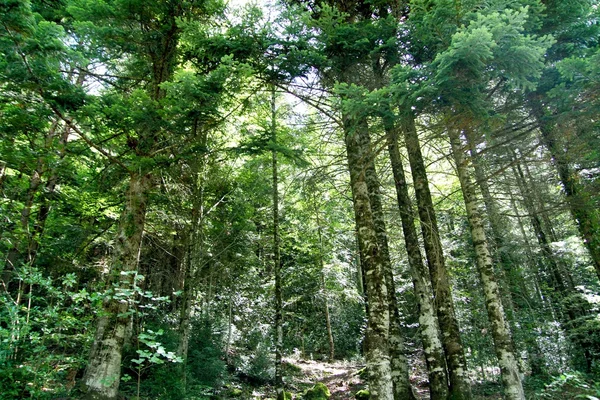 Pirenei alberi foresta montagna estate panorami — Foto Stock