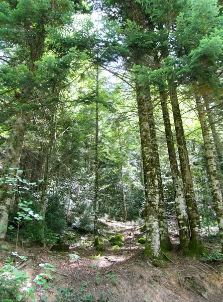 Pyreneje stromy lesní horské letní scenics — Stock fotografie