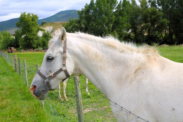 白い馬の肖像画の屋外の草原草地 — ストック写真