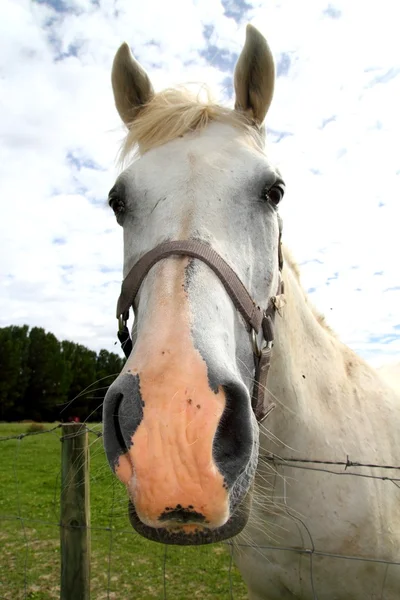 Portrait eines weißen Pferdes im Freien Wiese Grasland — Stockfoto