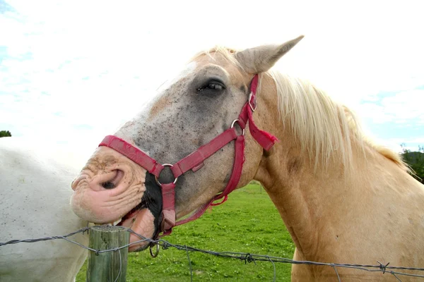 Whoite άλογο τρώει ξύλο πόλο αστεία χειρονομία — Φωτογραφία Αρχείου