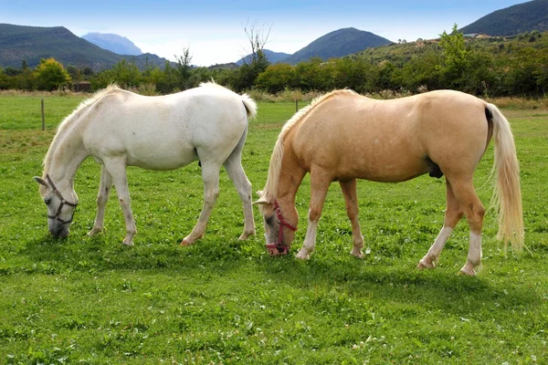 Fehér ló rét prairie legelő Pireneusok — Stock Fotó