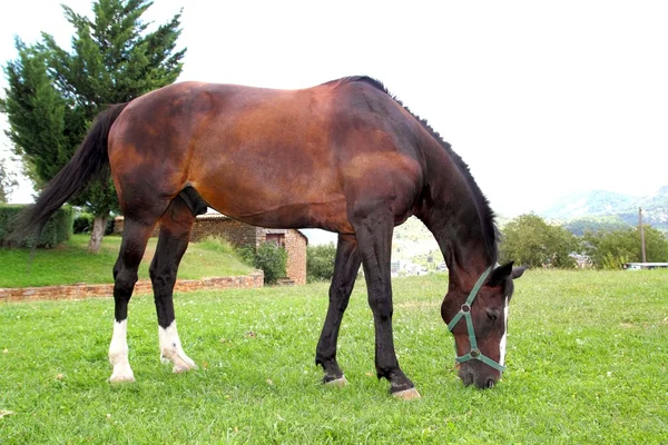 Estande de cavalo comendo pradaria pastando em Pirinéus — Fotografia de Stock