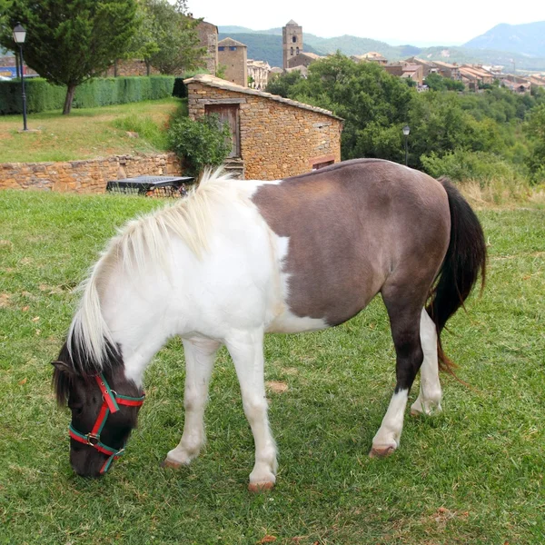 Ponypferd weidet Wiese in den Pyrenäen — Stockfoto