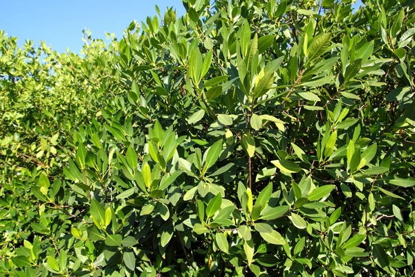 Mangrove träd växt i tropiska Mexiko — Stockfoto