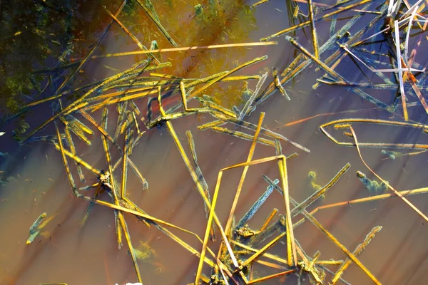 Мангровое болото с тропической водой — стоковое фото