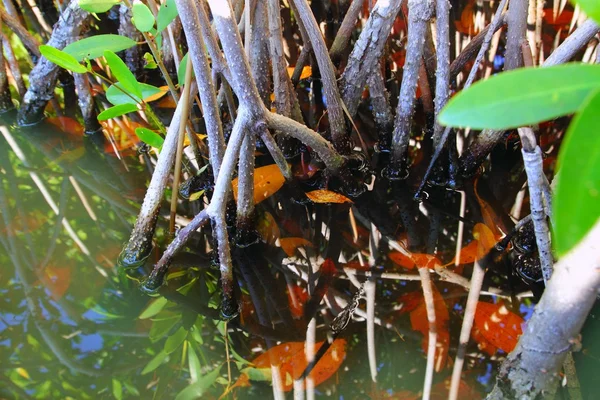 Manglar pantano detalle del agua tropical — Foto de Stock