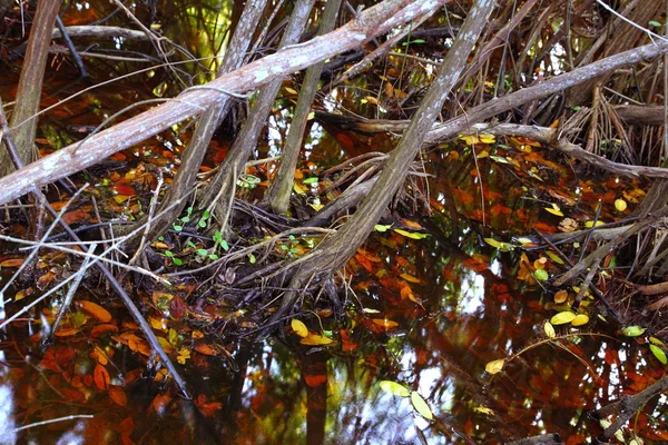 Мангровое болото с тропической водой — стоковое фото