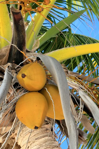 Kokosnötter i palm tree detalj tropiska symbol — Stockfoto