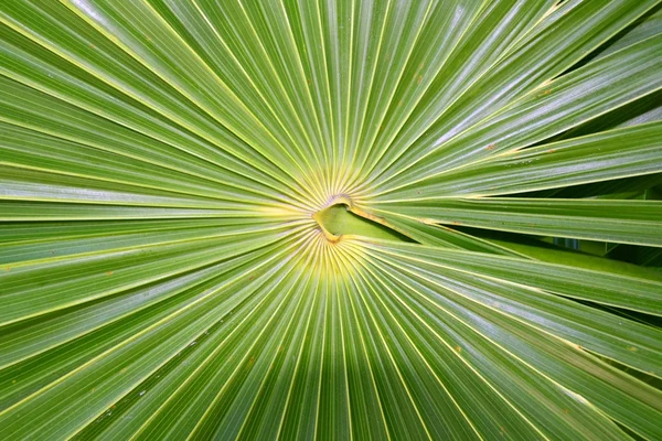 Chit florida paja Palma thrinax radiata — Foto de Stock