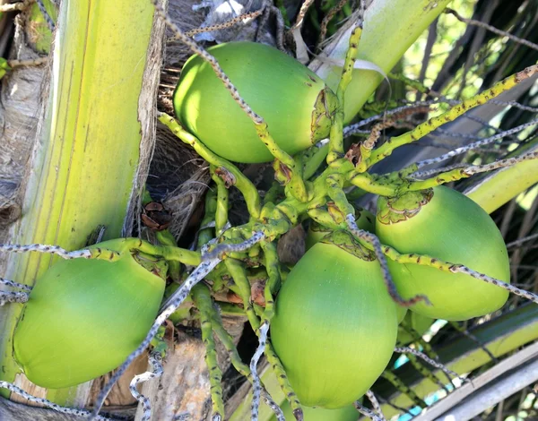 Cocos em palmeira detalhe símbolo tropical — Fotografia de Stock