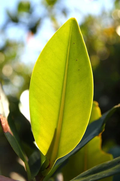 Mangrove leaf växt träd detalj makro — Stockfoto