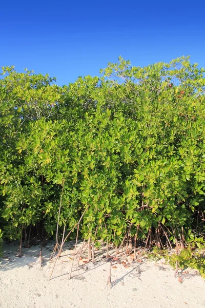 Mangrovenbaum im weißen karibischen Meer — Stockfoto