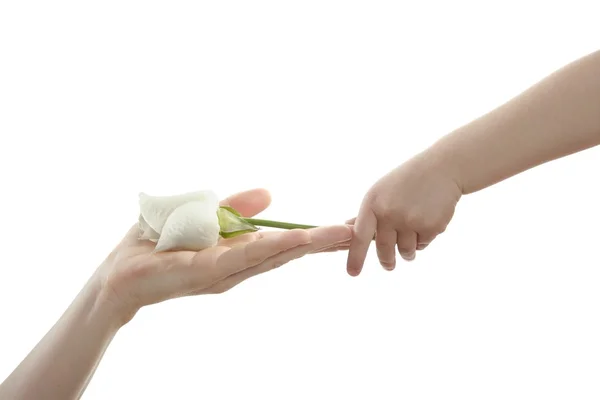 Filha, filho, dando a mãe uma rosa branca — Fotografia de Stock
