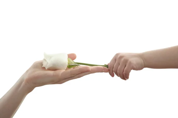 Filha, filho, dando a mãe uma rosa branca — Fotografia de Stock