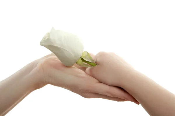Dochter, zoon, geven moeder een witte roos — Stok fotoğraf