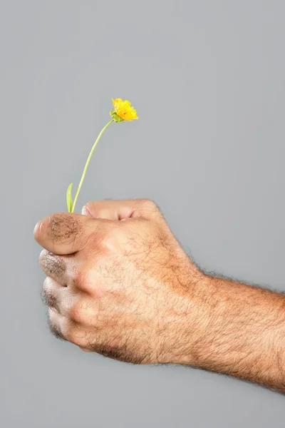 Koncepció és a kontraszt a szőrös ember kezét, és a virág — Stock Fotó
