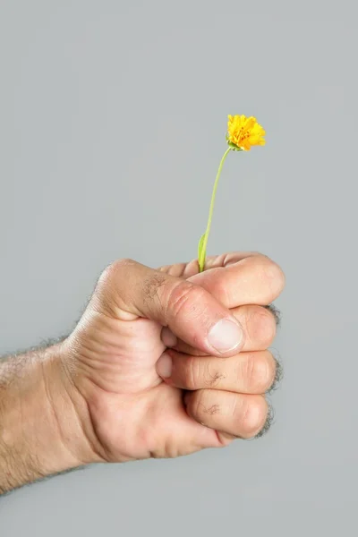 Έννοια και το κοντράστ της τριχωτό άνθρωπο χέρι και λουλούδι — Φωτογραφία Αρχείου