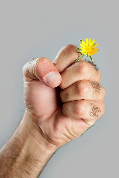 Conceito e contraste de mão homem peludo e flor — Fotografia de Stock