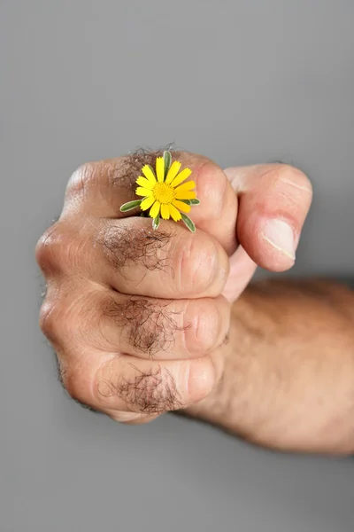 Концепция и контраст волосатой руки и цветка человека — стоковое фото