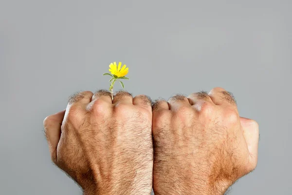 Concept en het contrast van harige man hand en bloem — Stockfoto