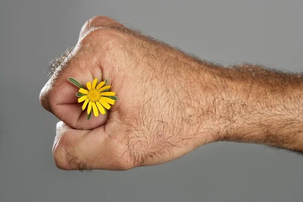 Concept and contrast of hairy man hand and flower — Stock Photo, Image