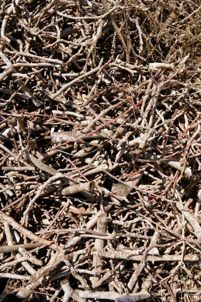 茶の乾燥した積み上げ薪パターン背景 — ストック写真