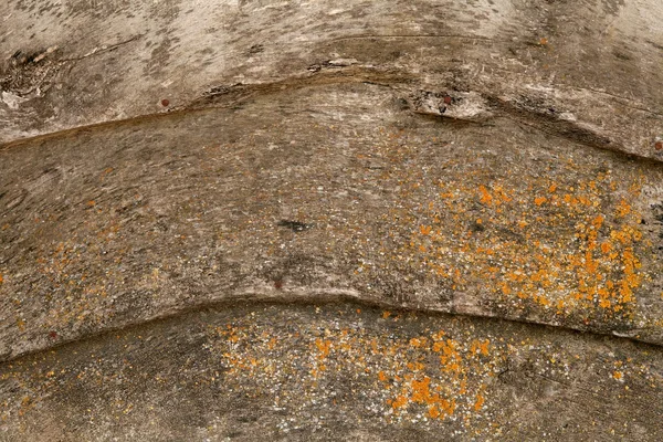 Старая гранж-серая деревянная стена с мхом — стоковое фото