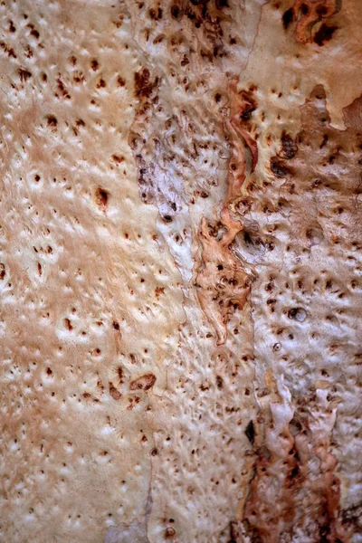 Eucalyptus kofferbak hout textuur — Stockfoto