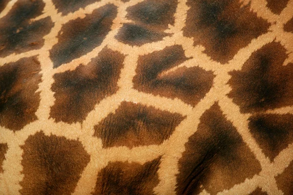 Fond de la girafe motif de peau macro — Photo