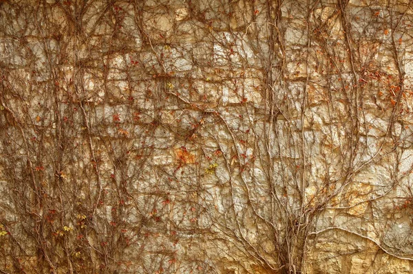 Herfst klimmen plant muur textuur achtergrond — Stockfoto