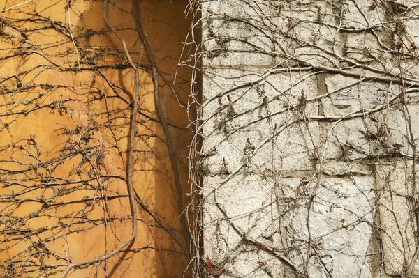 Automne escalade mur végétal texture fond — Photo