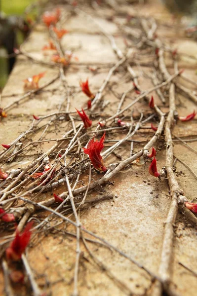 Jesień wspinaczki ściana roślina tekstura tło — Zdjęcie stockowe