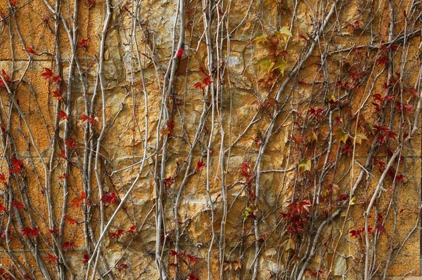 Outono escalada planta parede textura fundo — Fotografia de Stock
