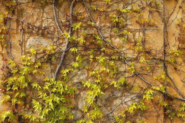 Otoño escalada planta pared textura fondo —  Fotos de Stock