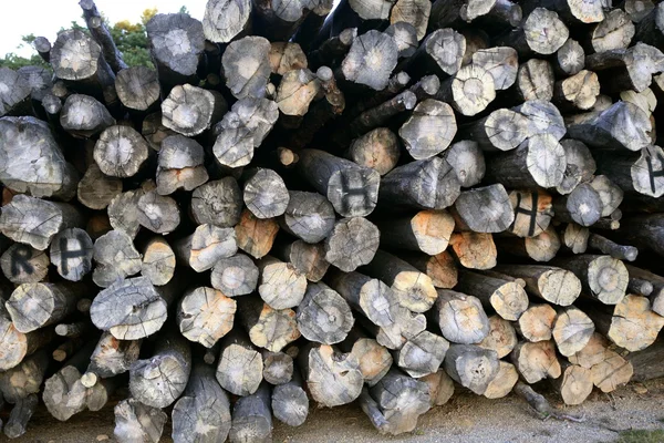 Fundo com troncos de madeira empilhados — Fotografia de Stock