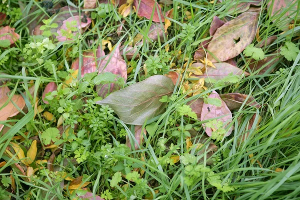 Осень опадает листья падают в зеленую траву — стоковое фото