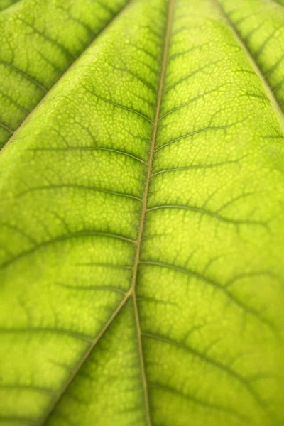 Listí zelené pozadí — Stock fotografie