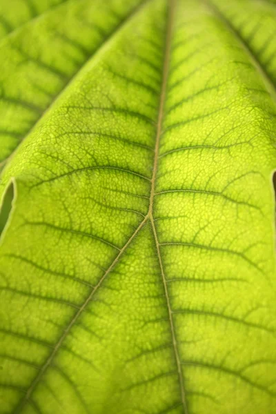 Leaf green background — Stock Photo, Image