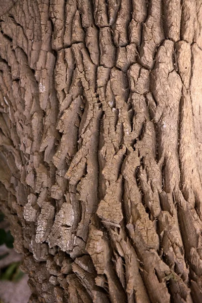 Brunt träd bålen textur bakgrund — Stockfoto