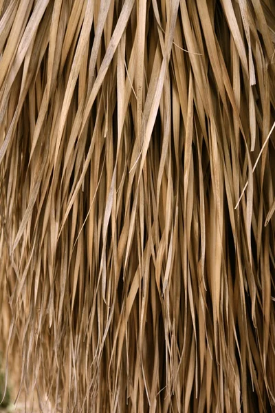Palmera seca deja techo de casa tropical — Foto de Stock