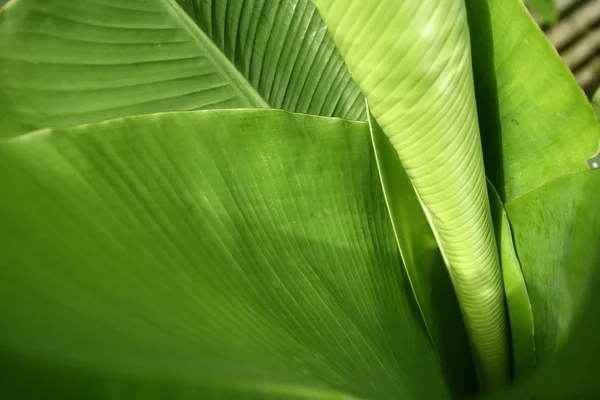 Банан листья ярко-зеленые растения природы — стоковое фото