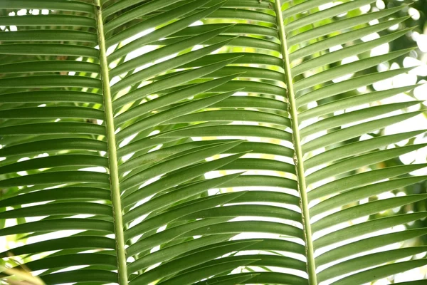 Palmeira verde deixa textura de fundo — Fotografia de Stock