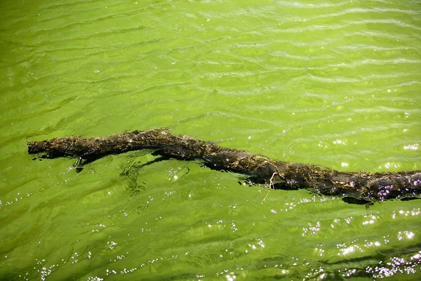 Branch of tree floating on green river lake water — Stock Photo, Image