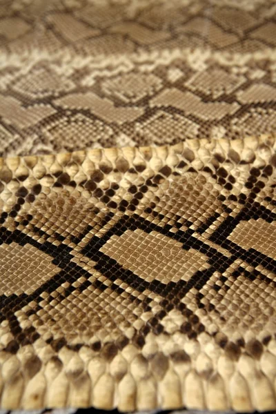 Fond peau de serpent motif brun — Photo