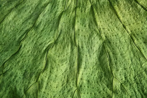 Макротекстура зелёного листа дерева Бой — стоковое фото