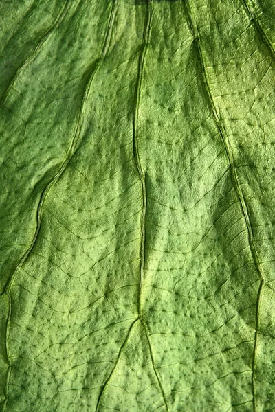 日銀木緑の葉マクロ クローズ アップ テクスチャ — ストック写真